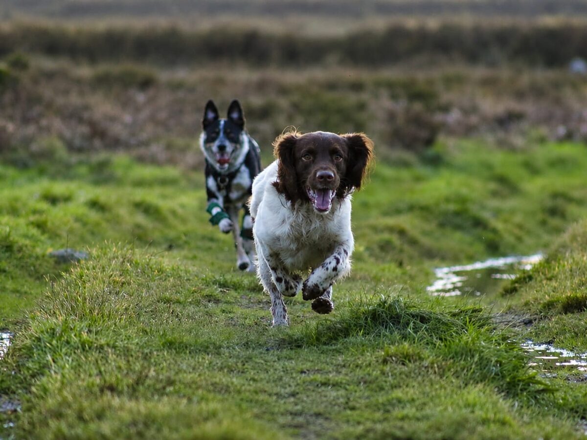 1-Hour Dog Walk