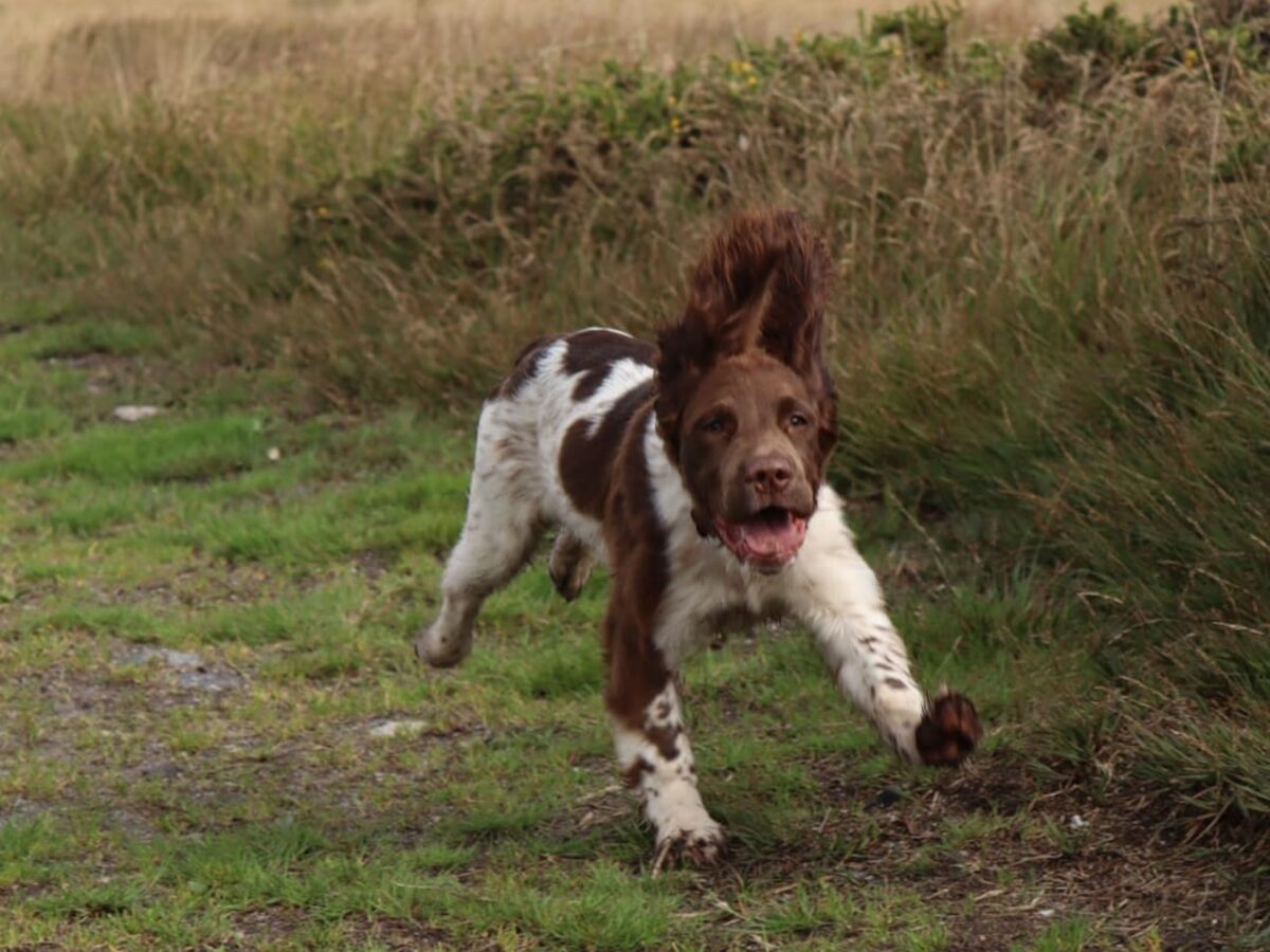 30-Minute Dog Walk